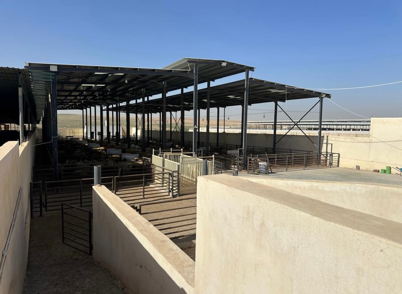 Large metal-roofed livestock shed with pens and animals under a clear blue sky.