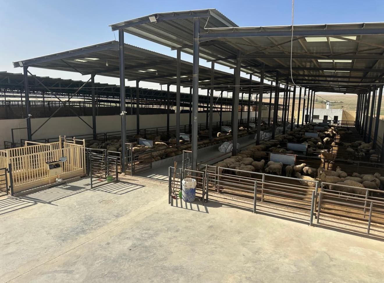 Large metal-roofed barn housing numerous sheep in multiple pens on a concrete floor.