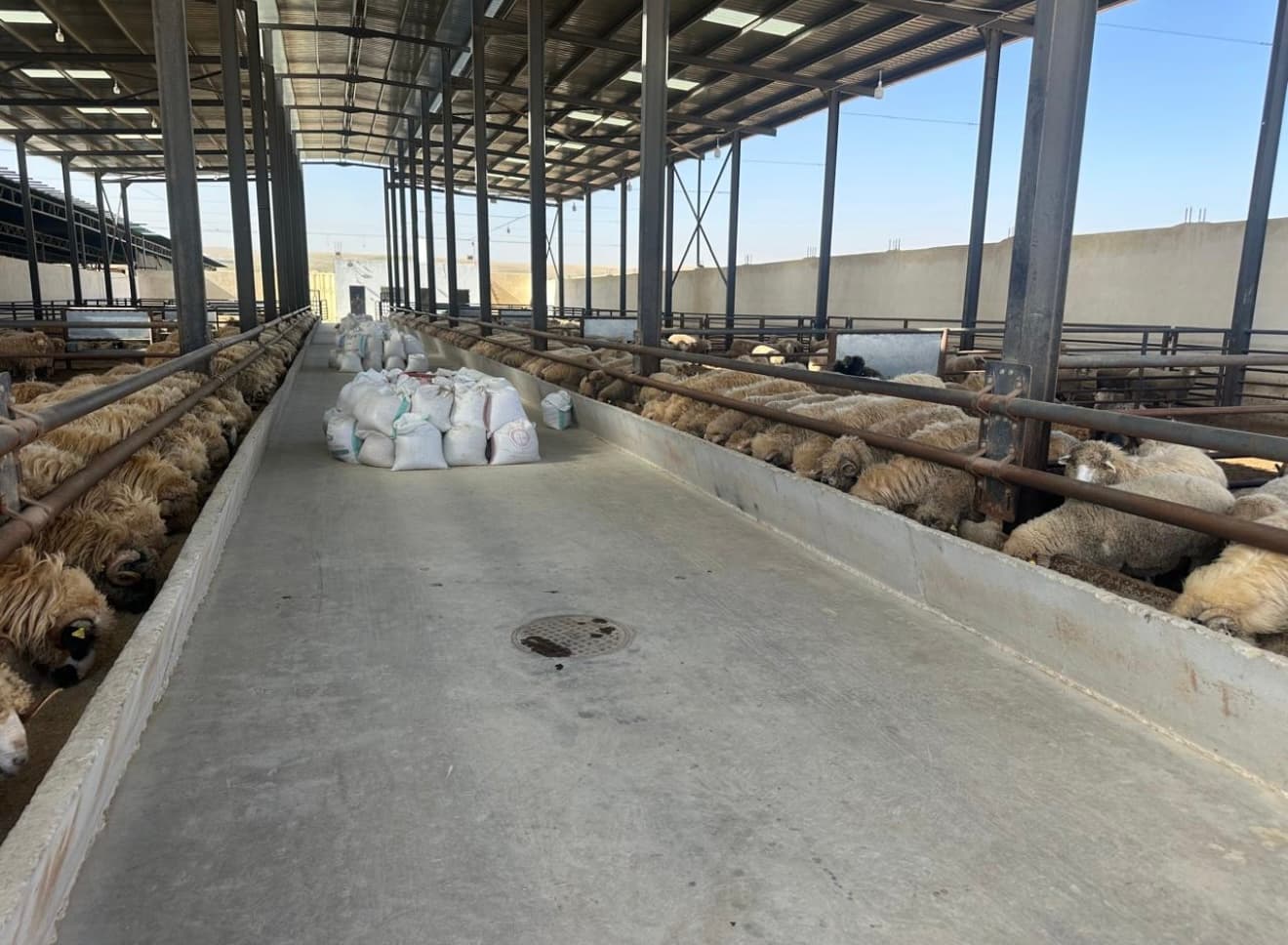 Numerous sheep in long pens inside a large, open barn with feed sacks.