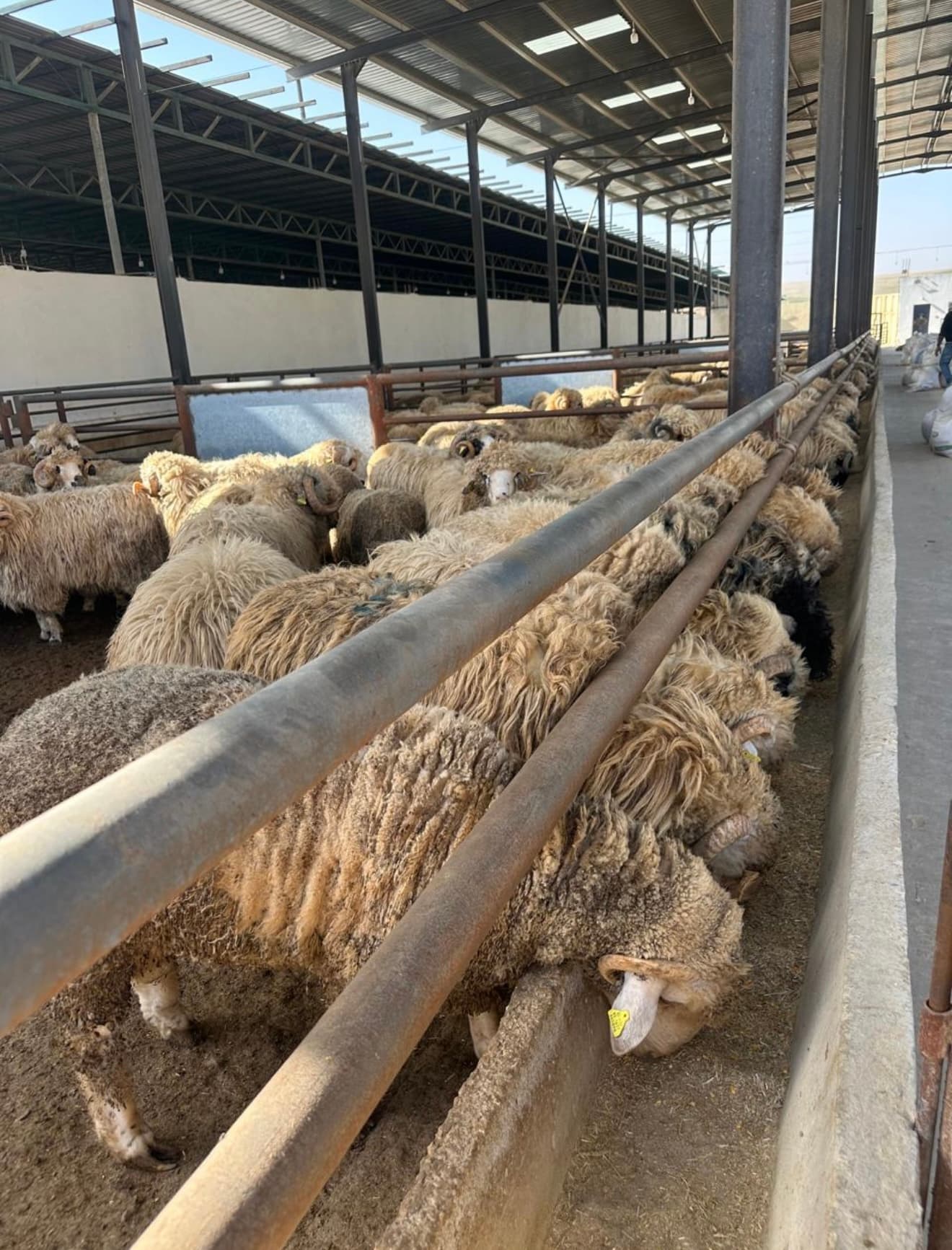 Numerous woolly sheep feeding from a long trough inside a large, covered pen.