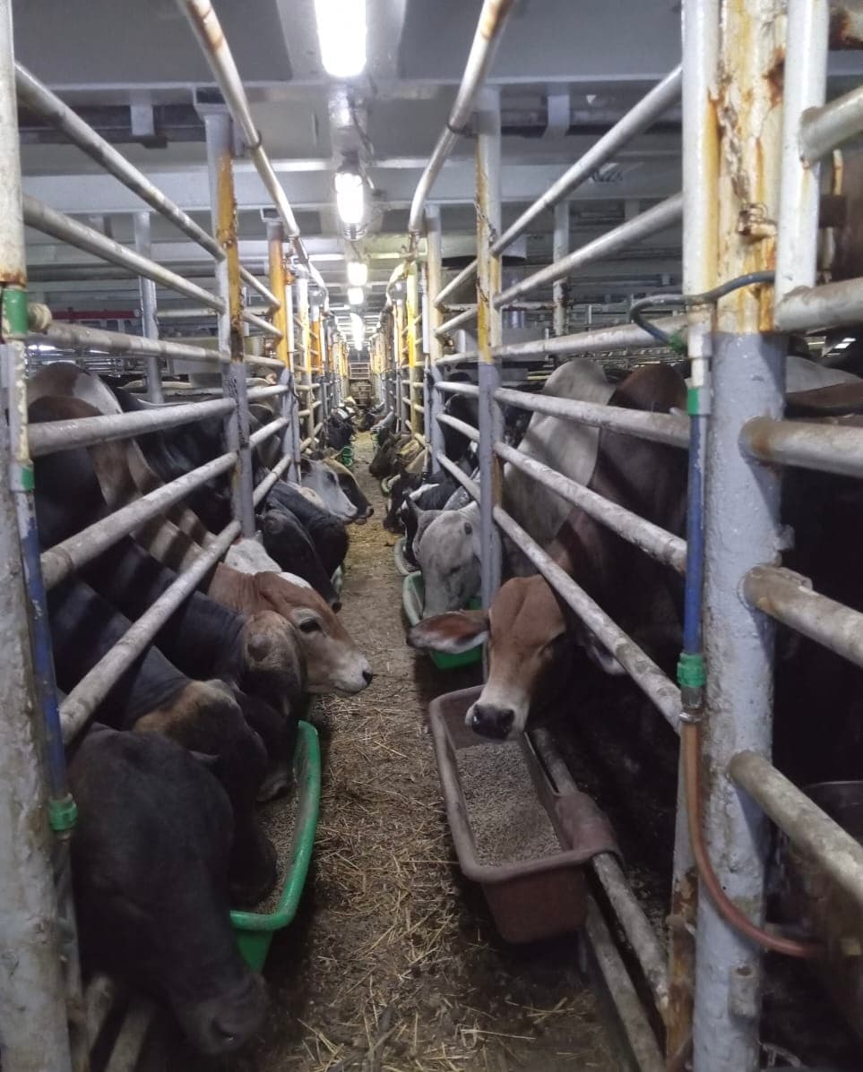 Confined cattle in metal stalls eating from troughs, with fluorescent lights overhead.